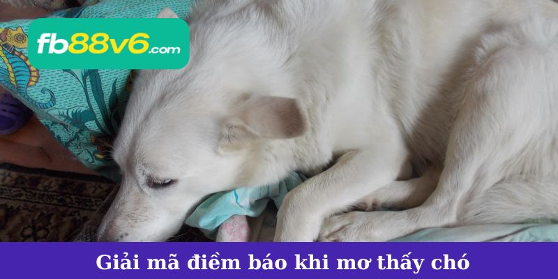 Giải mã điềm báo khi mơ thấy chó