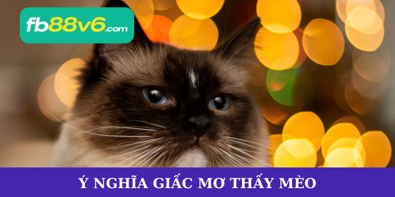 Giấc Mơ Thấy Mèo